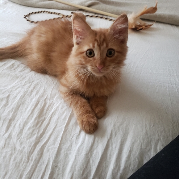 Meet your Posher, Arezu - Picture 6 of 7